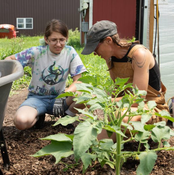 Photograph shows workers tending plants at Green Bridge Growers